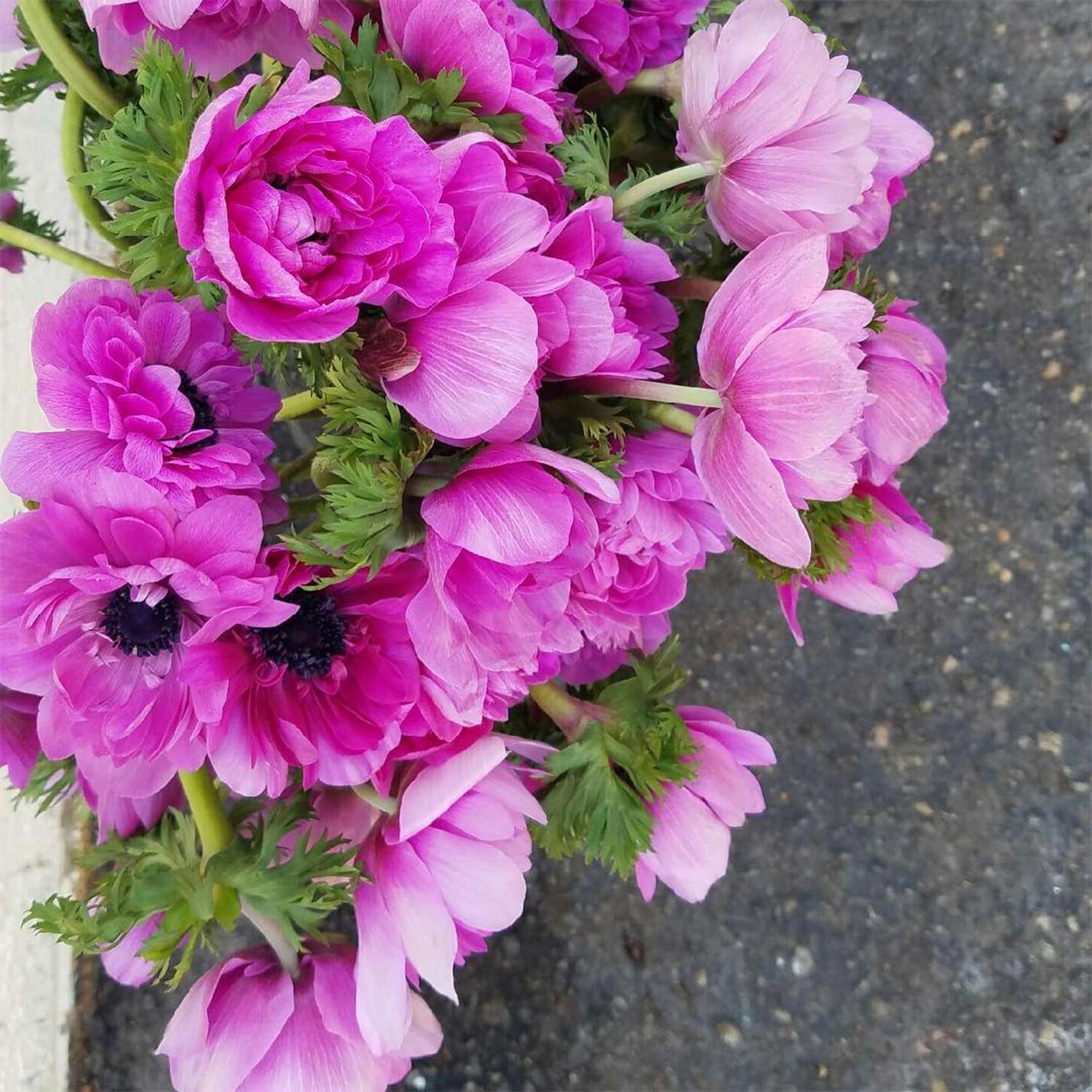 Anémone 'Fullstar Pink'